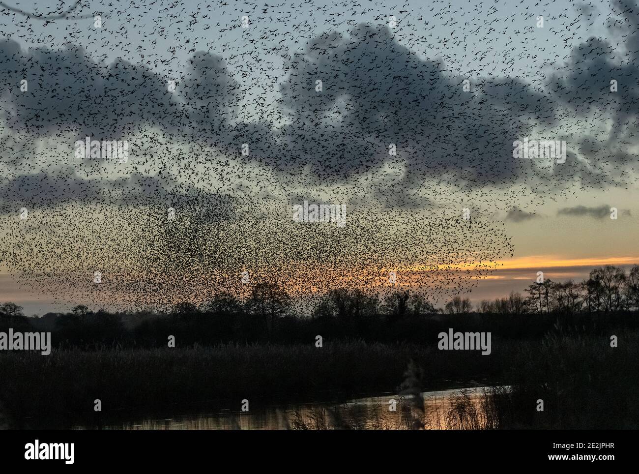 Huge flocks of Common starlings, Sturnus vulgaris, in  murmurations as they come to roost. Somerset Levels. Stock Photo
