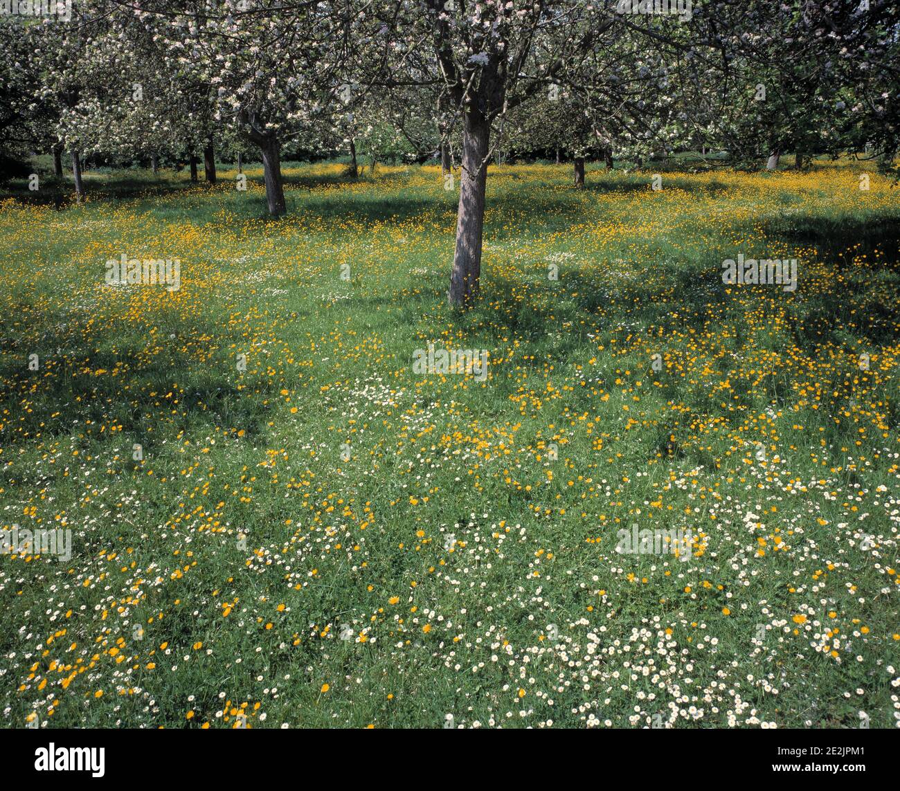 United Kingdom. England. Herefordshire. Near Leominster. Apple orchard. Stock Photo