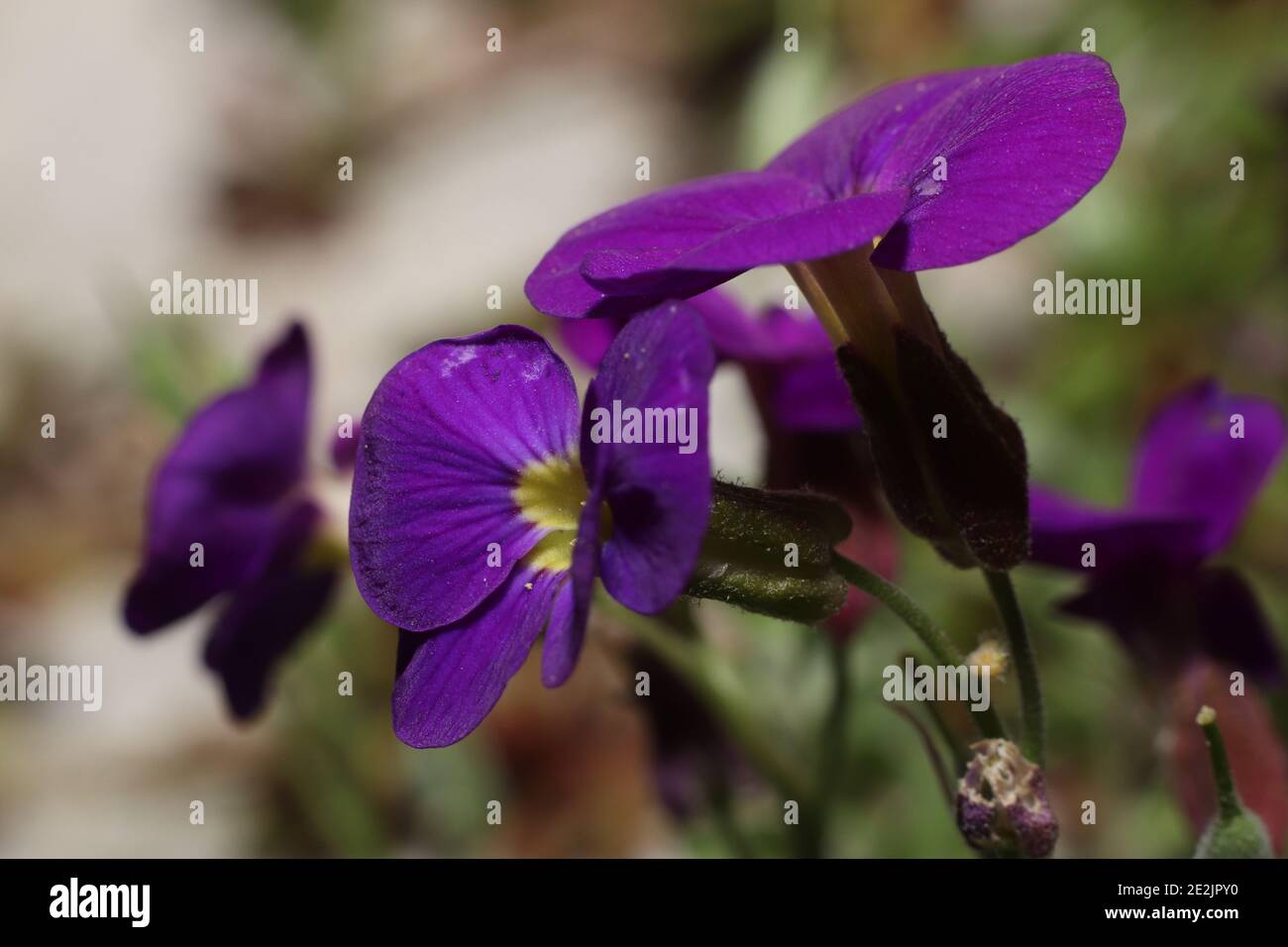 close of a blooming purple violet flower Stock Photo