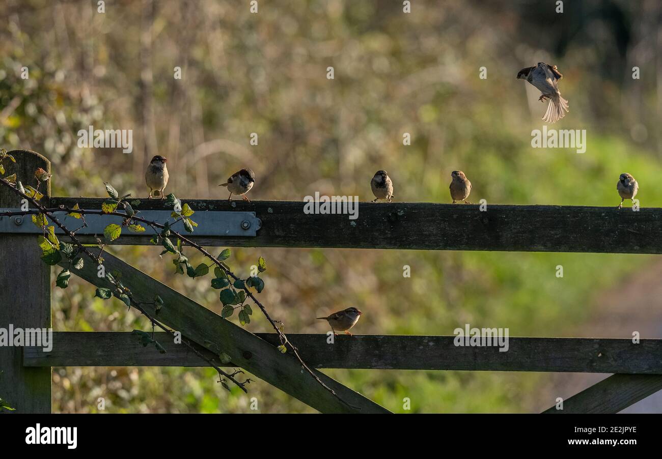 Group of House Sparrows gathered on a farm gate. Somerset Stock Photo