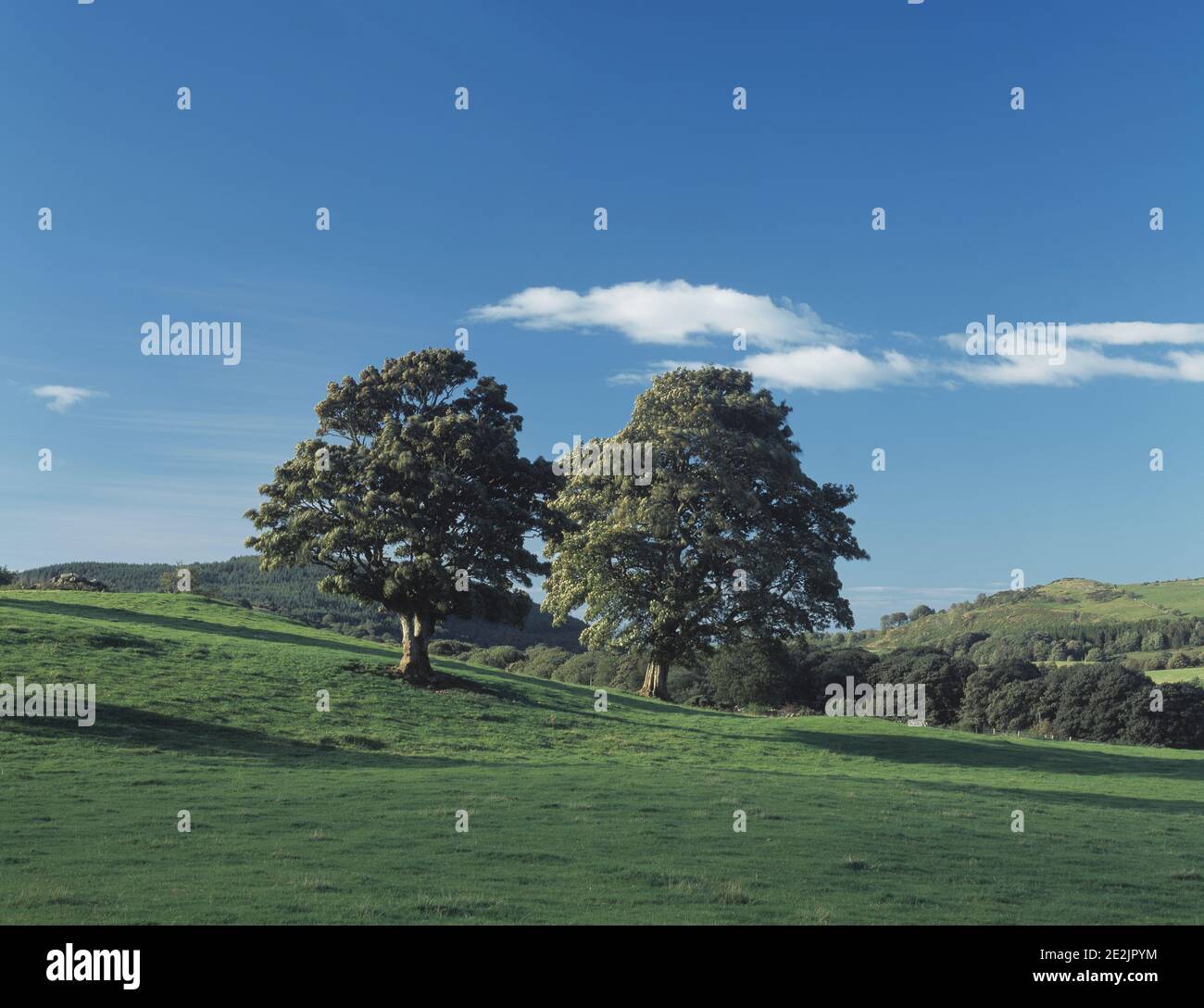 United Kingdom. Scotland. Dumfries and Galloway. Near Glenluce. Landscape. Wooded hills. Stock Photo