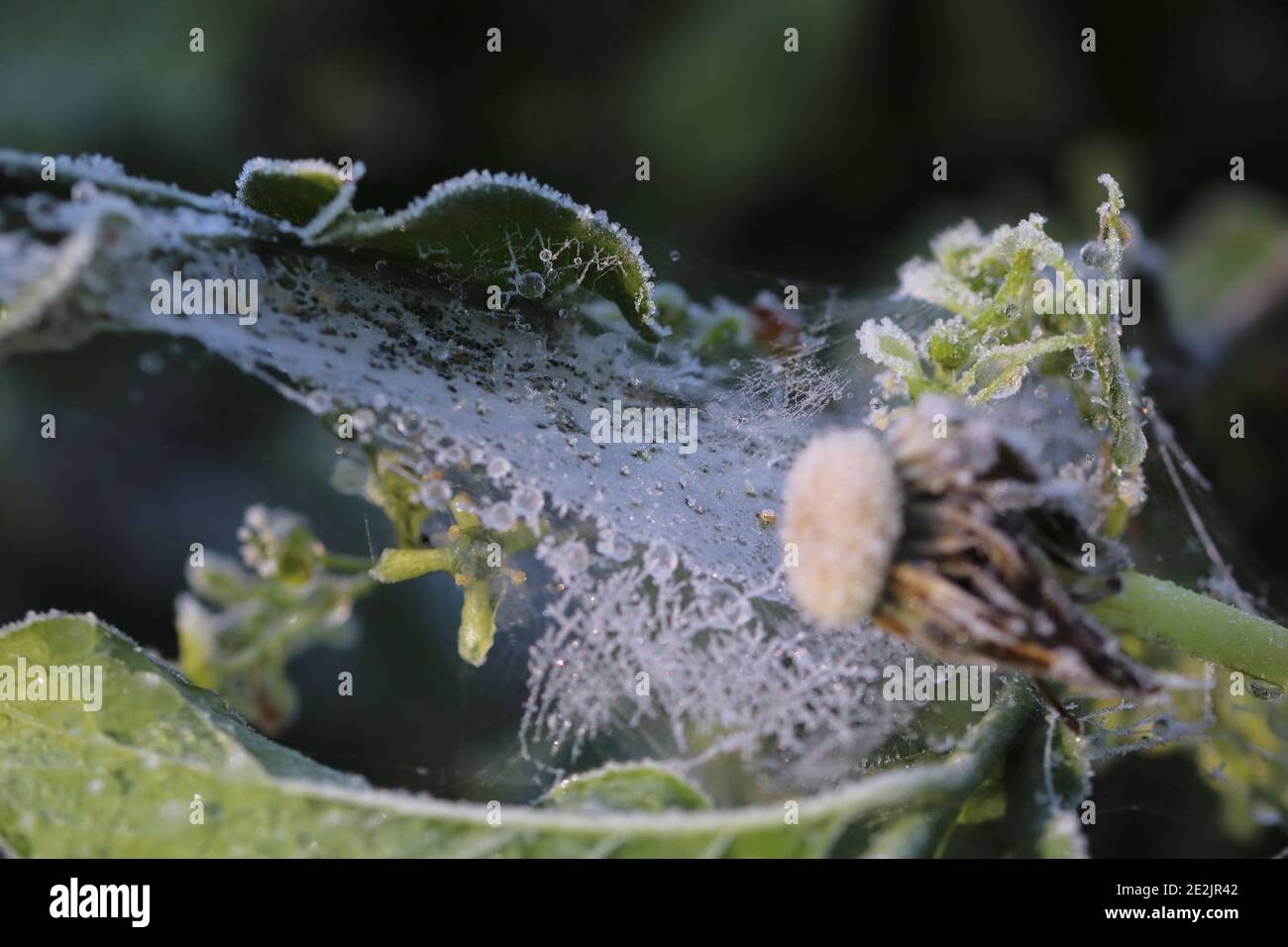 close up of a frozen leaf and a dandelion head in the foreground Stock Photo