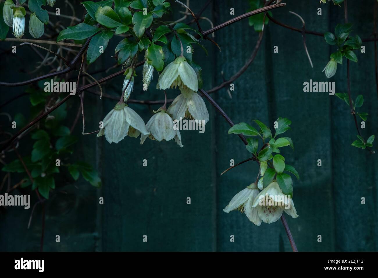 Virgin’s Bower, Clematis cirrhosa, in flower in midwinter in garden in Somerset. Stock Photo
