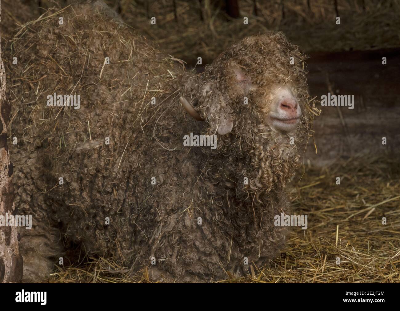 Angora goat, reared for the production of Mohair fibre. Somerset. Stock Photo