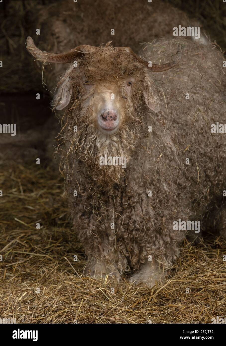 Angora goat hair hi-res stock photography and images - Alamy