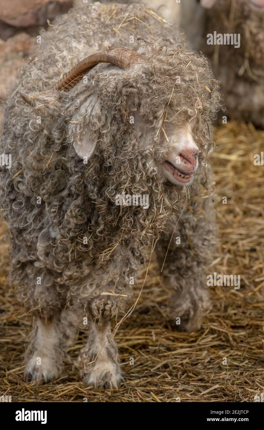 Angora goat, reared for the production of Mohair fibre. Somerset Stock