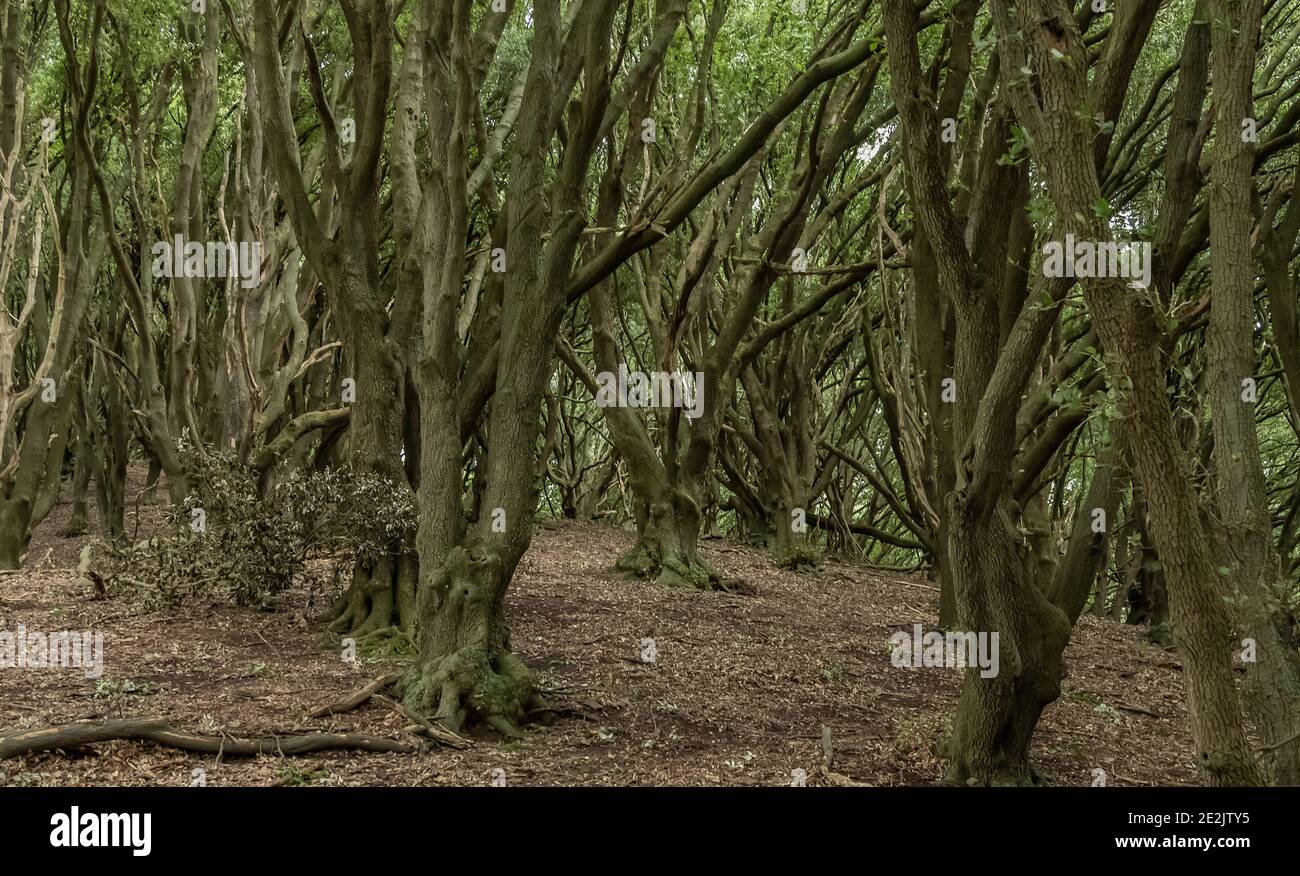 Naturalised dense woodland of Holm Oak, Quercus ilex, on south-facing slope near Selworthy, Exmoor. Somerset. Stock Photo