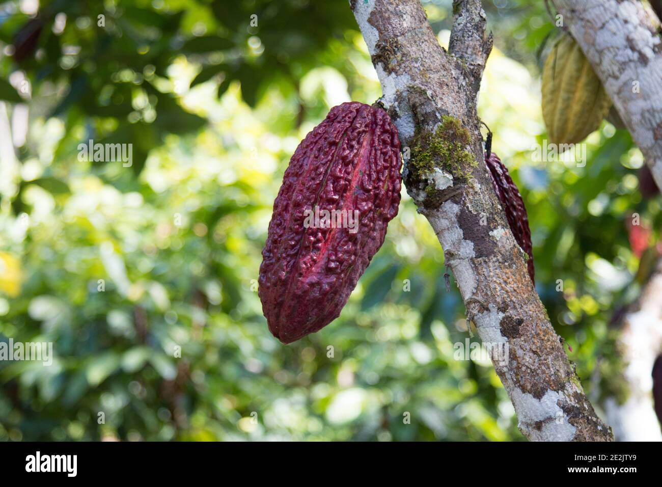 A cocoa tree with cocoa pods at cocoa plantation. Ilhéus, southern Bahia, Brazil Stock Photo Alamy