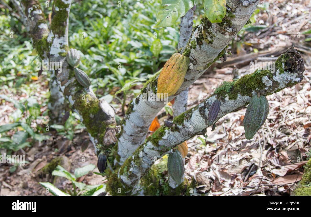 Farm with cocoa plantation and cocoa fruits on the trees Stock Photo Alamy