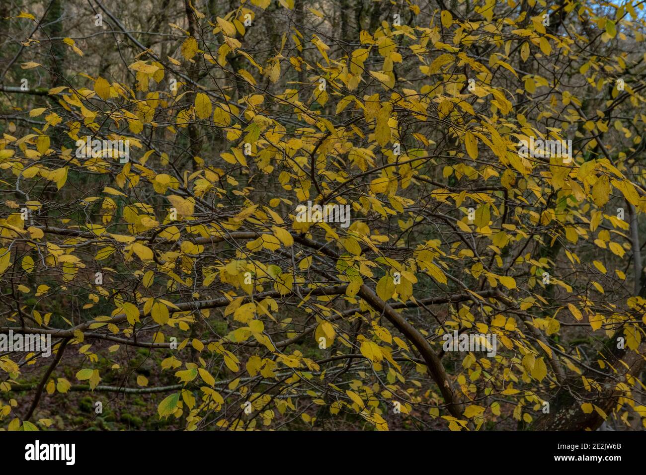 Wych elm, Ulmus glabra, in early winter along the upper Horner Water, Exmoor, Somerset. Stock Photo