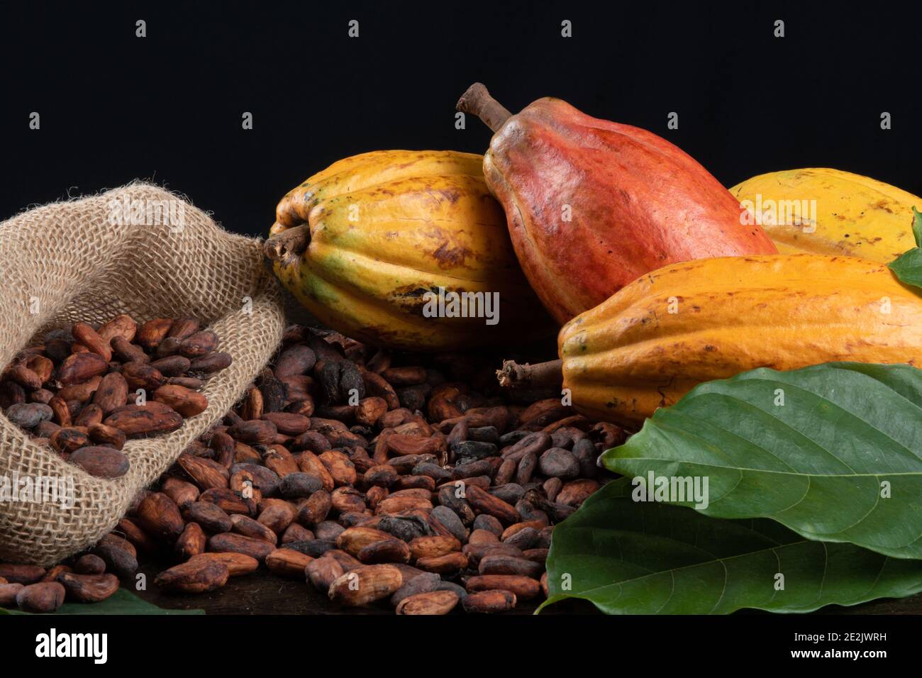 Cocoa fruits and raw cocoa beans on the table with black background
