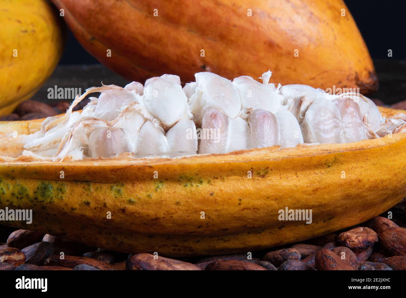 Detail of cut cocoa fruits and raw cocoa beans Stock Photo Alamy