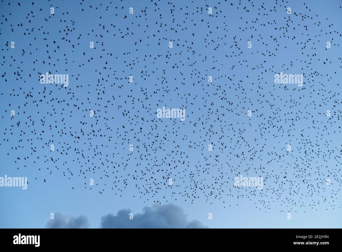 Huge flocks of Common starlings, Sturnus vulgaris, in  murmurations as they come in to roost. Studland, Dorset. Stock Photo