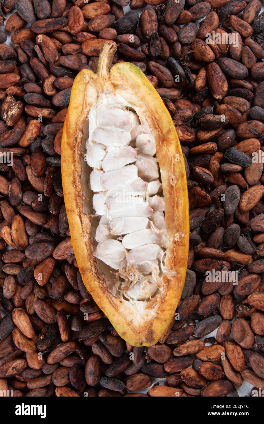 Cocoa fruit cut with raw cocoa beans top view Stock Photo Alamy