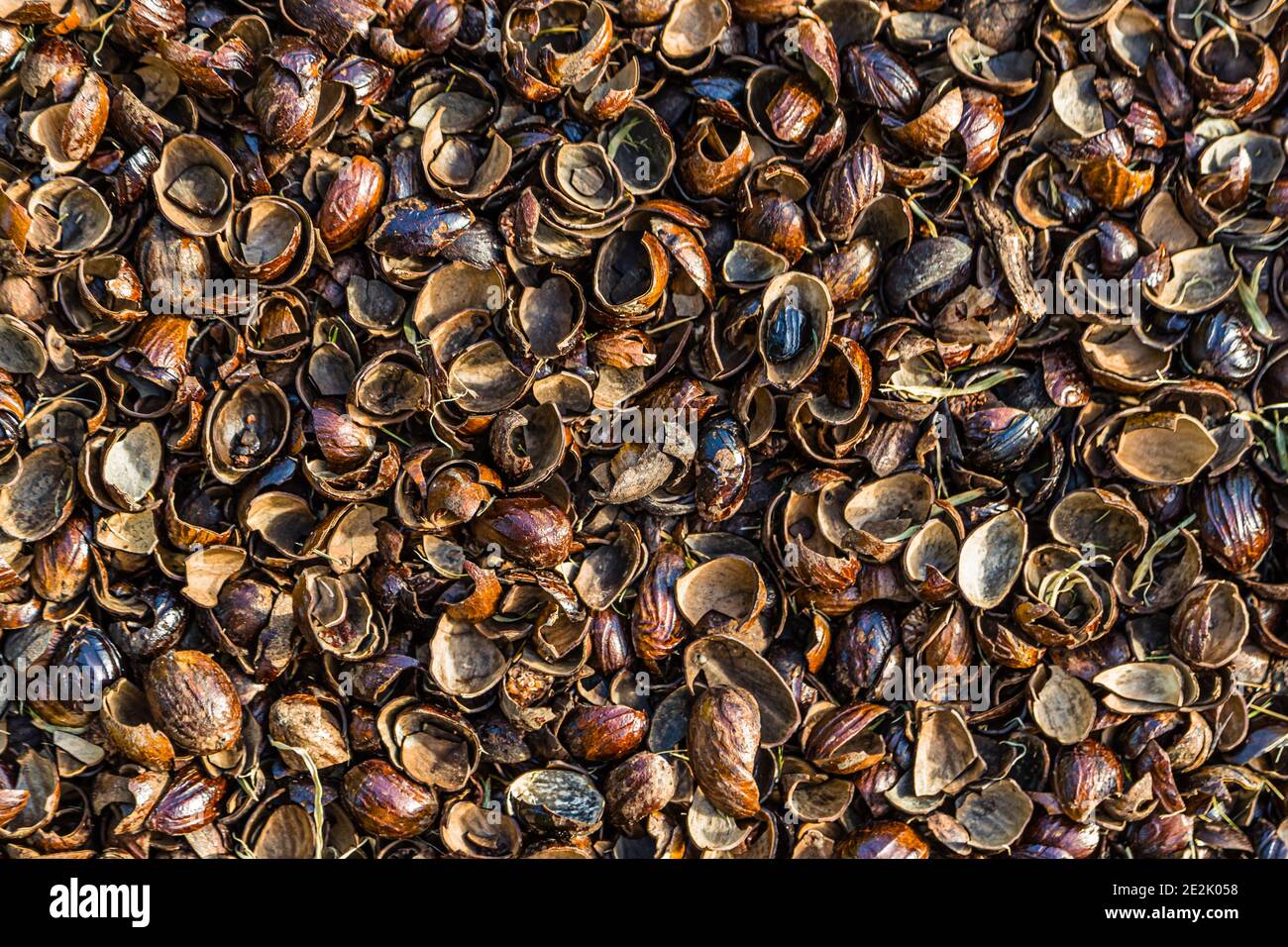 Nutmeg Shells in Grenada Stock Photo