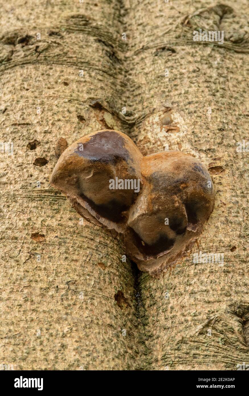 Heart rot of fir, Phellinus hartigii, on the trunk of Abies homolepis, Dorset. Stock Photo