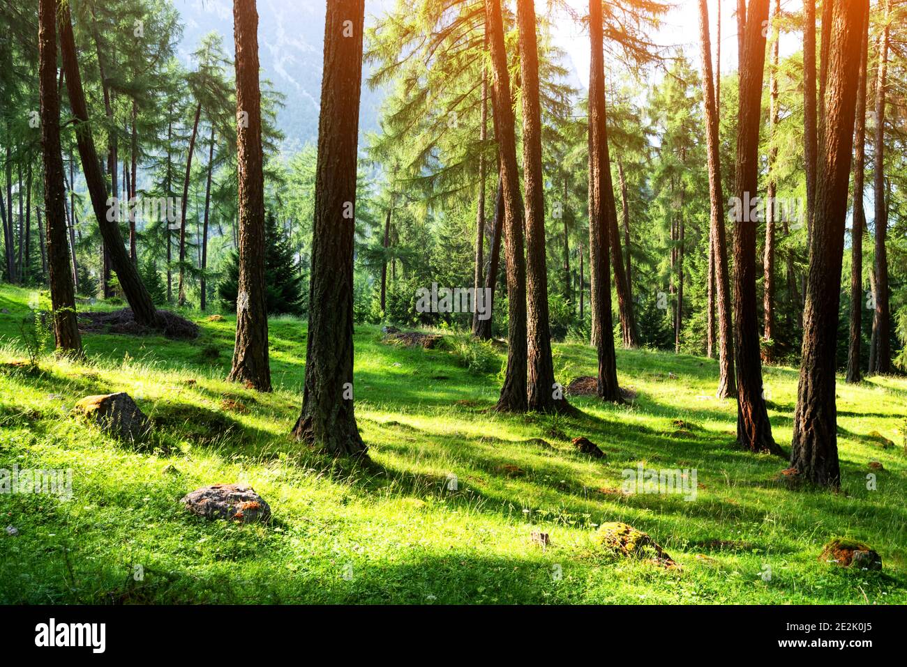 Beautiful summer evergreen forest with pine trees and lush grass. Nature background, landscape photography Stock Photo