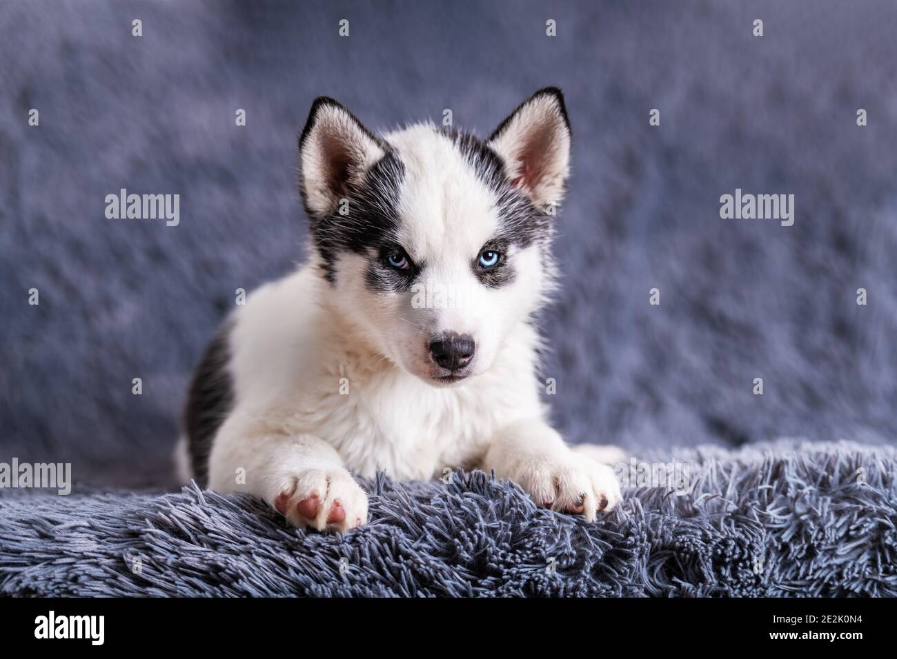 A small white dog puppy breed siberian husky with beautiful blue eyes lays on grey carpet. Dogs and pet photography Stock Photo