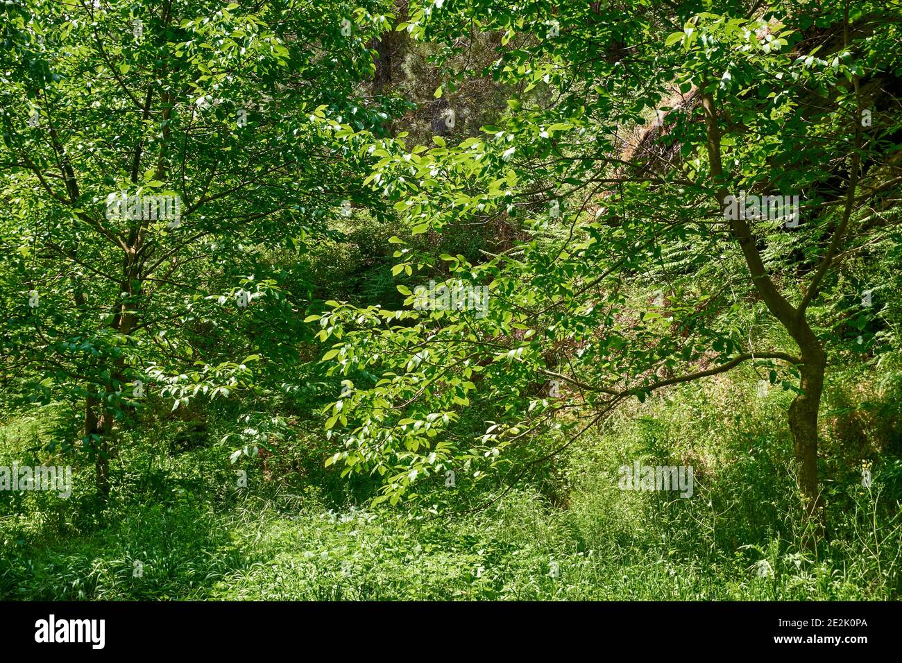 Aerial view beautiful woodland full hi-res stock photography and images ...