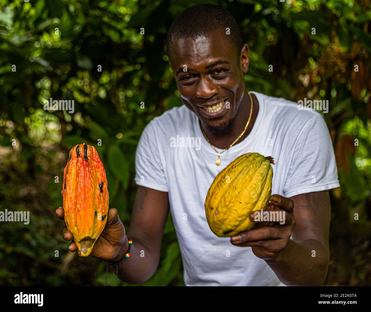 Cocoa Fruit in Grenada Stock Photo