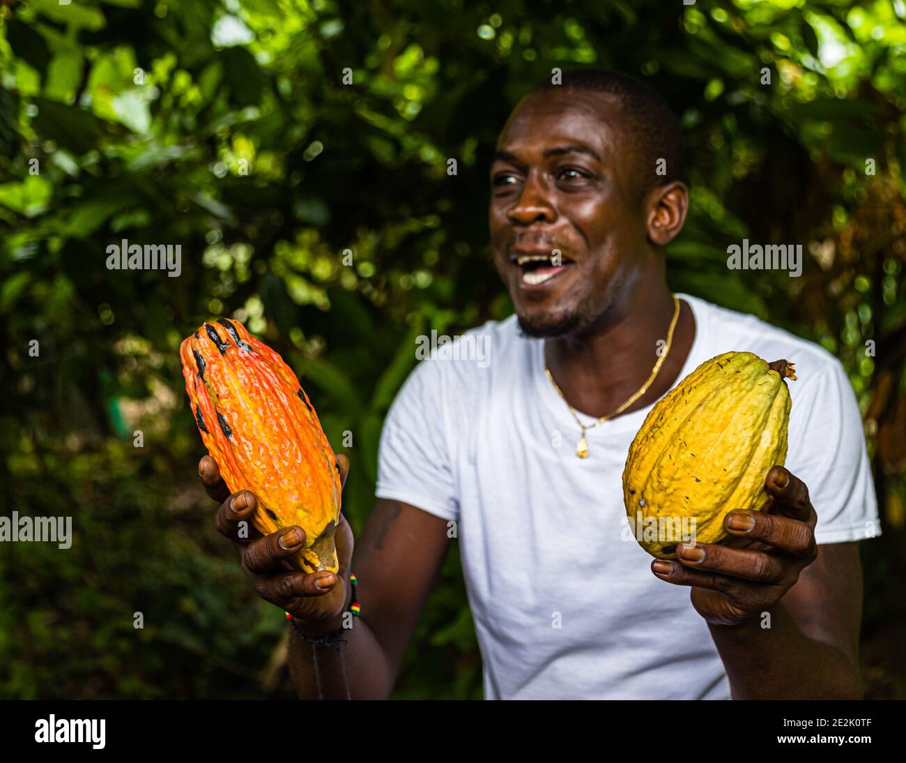 Cocoa Fruit in Grenada Stock Photo