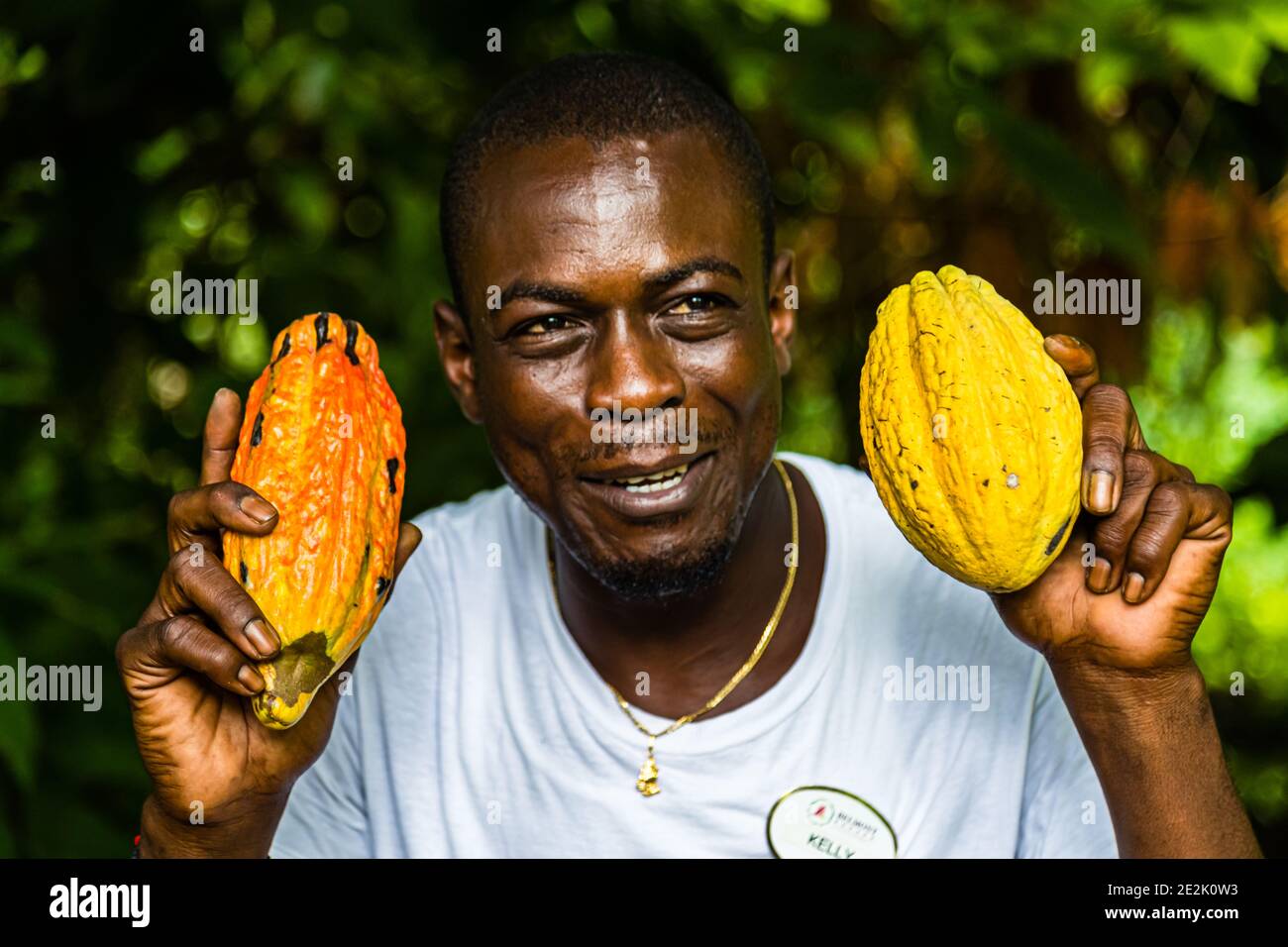 Cocoa Fruit in Grenada Stock Photo Alamy