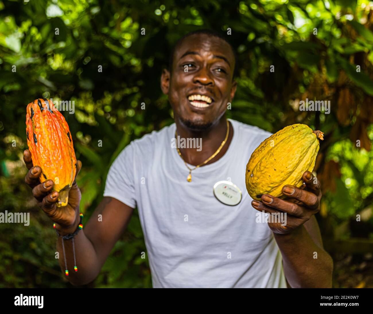 Cocoa Fruit in Grenada Stock Photo