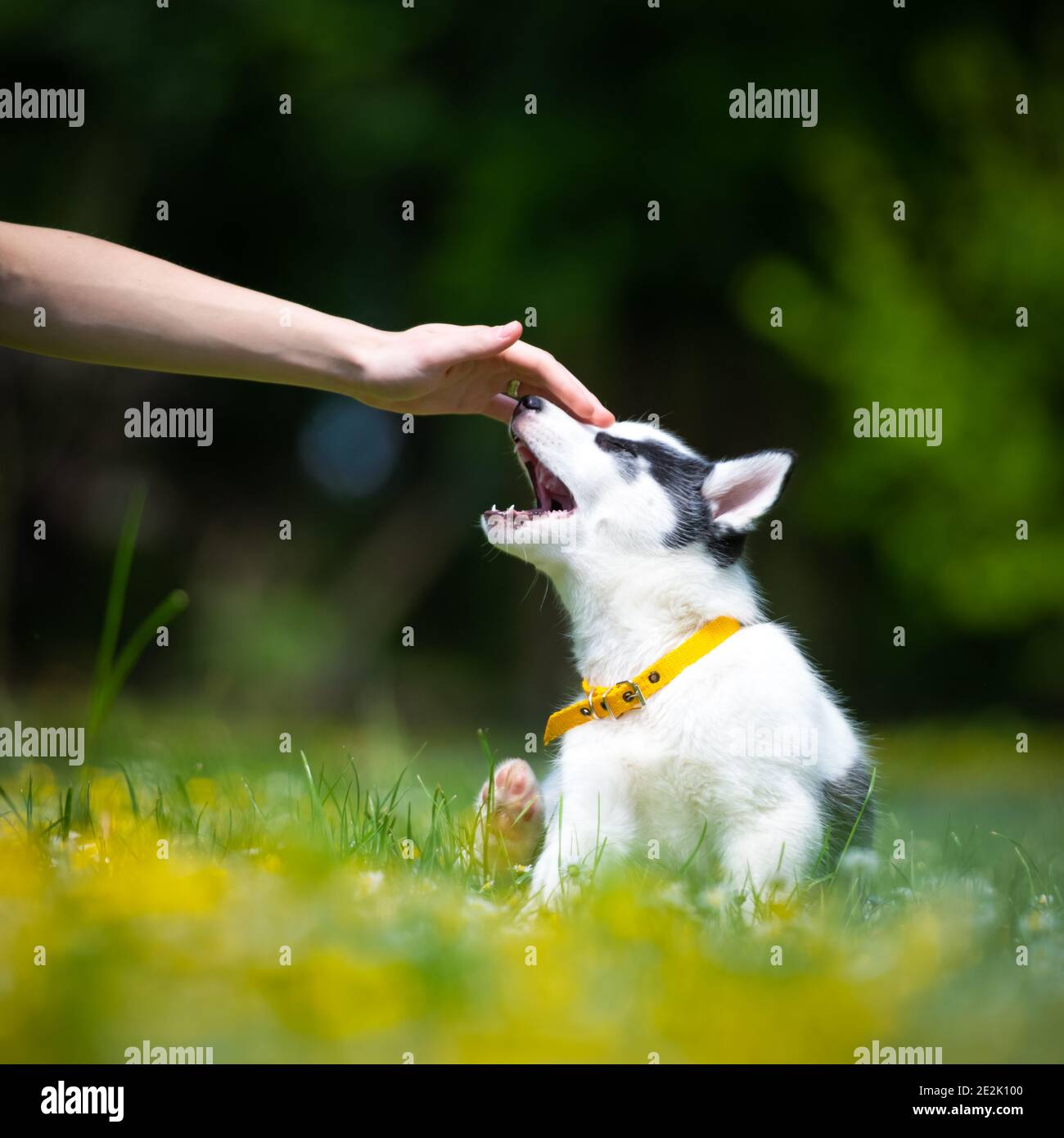 Hand with white dog puppy breed siberian husky on spring backyard. Dogs and pets photography Stock Photo