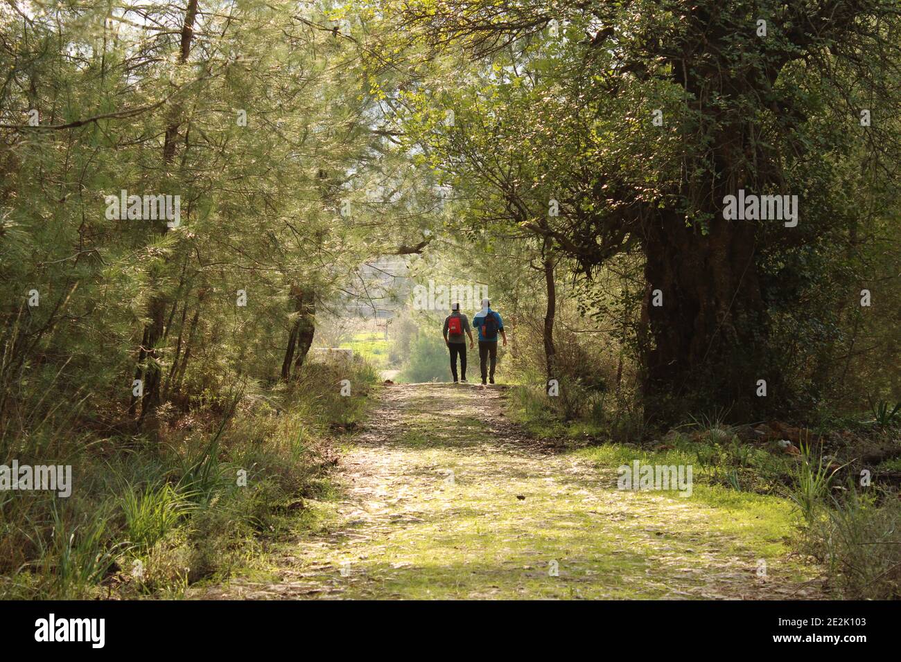 Two people are walking on the path in the forest Stock Photo - Alamy