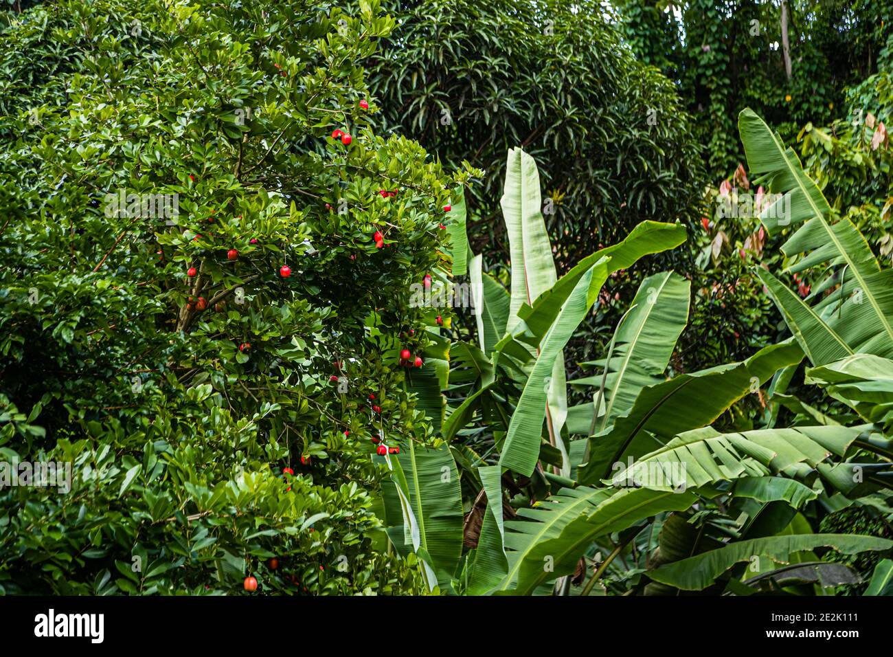 Ackee Fruit in Grenada Stock Photo