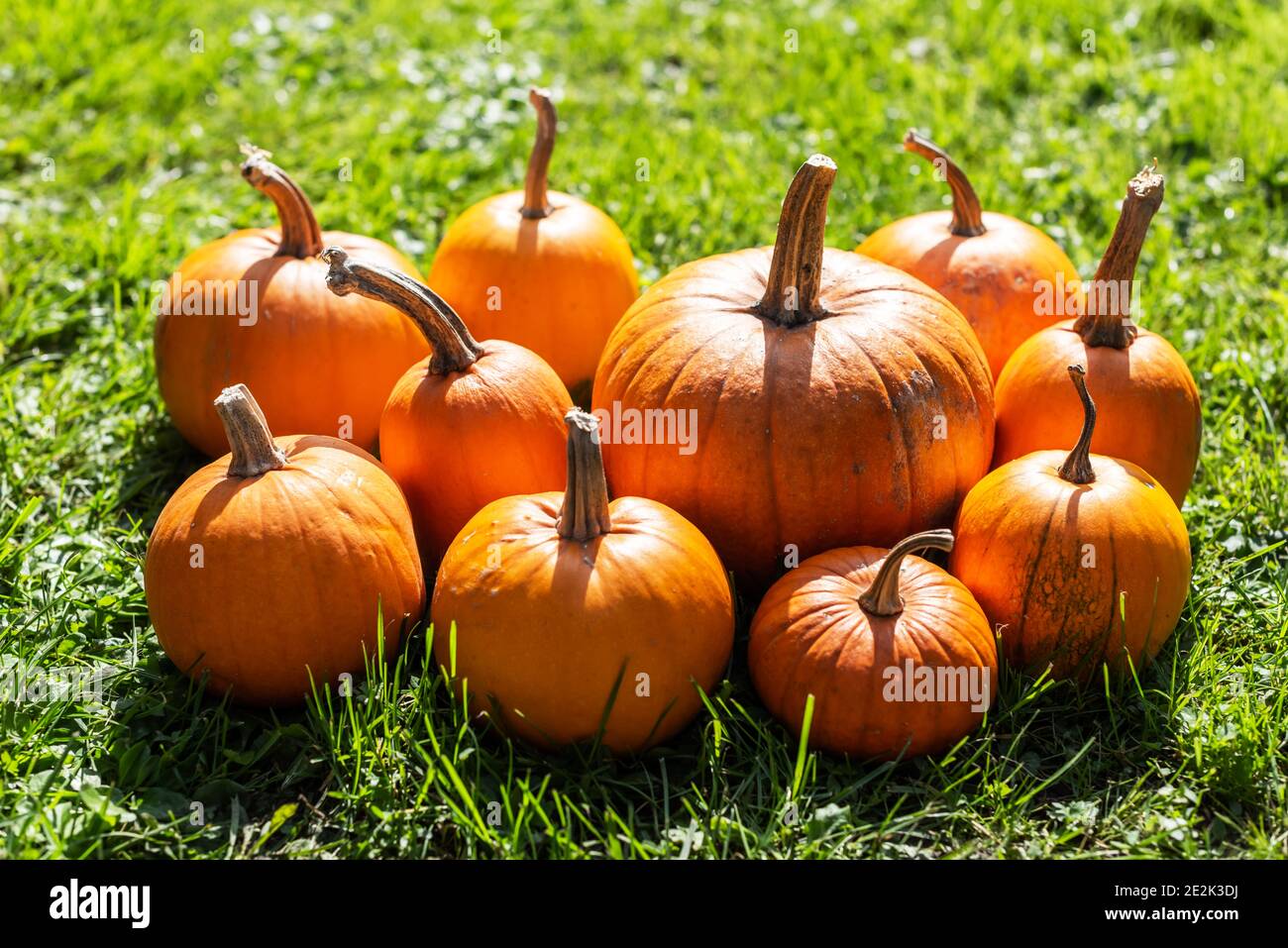 Orange and green pumpkins hi-res stock photography and images - Alamy