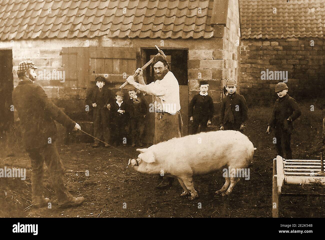 A circa 1900 photograph of a pig killing in a village near Whitby, Yorkshire, UK. Though gory to modern eyes, it was once a common sight in the days before modern  abattoirs. Its interesting to see that the children are more interested in the photographer and his camera than the killing of the  pig which thay had probably seen lots of times before. Stock Photo