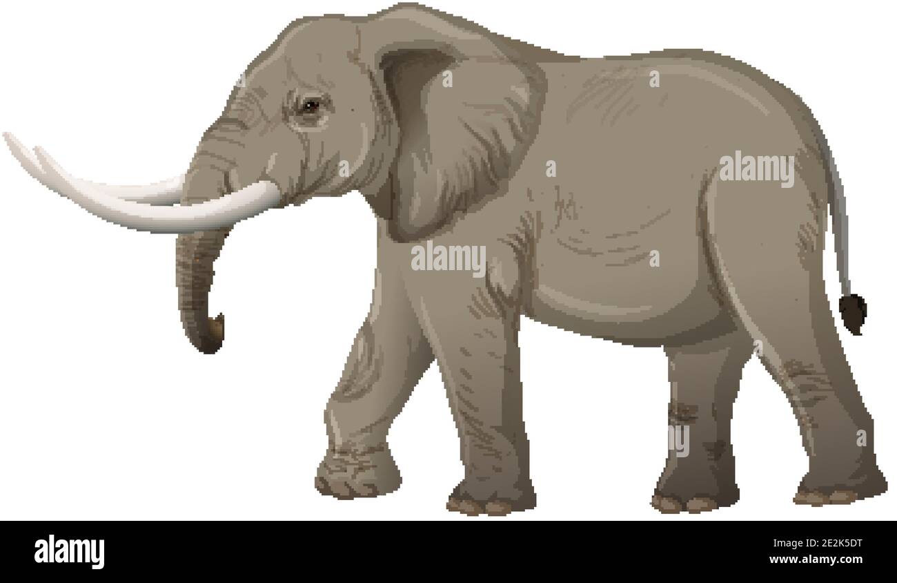 Adult elephant with ivory in cartoon style on white background illustration Stock Vector