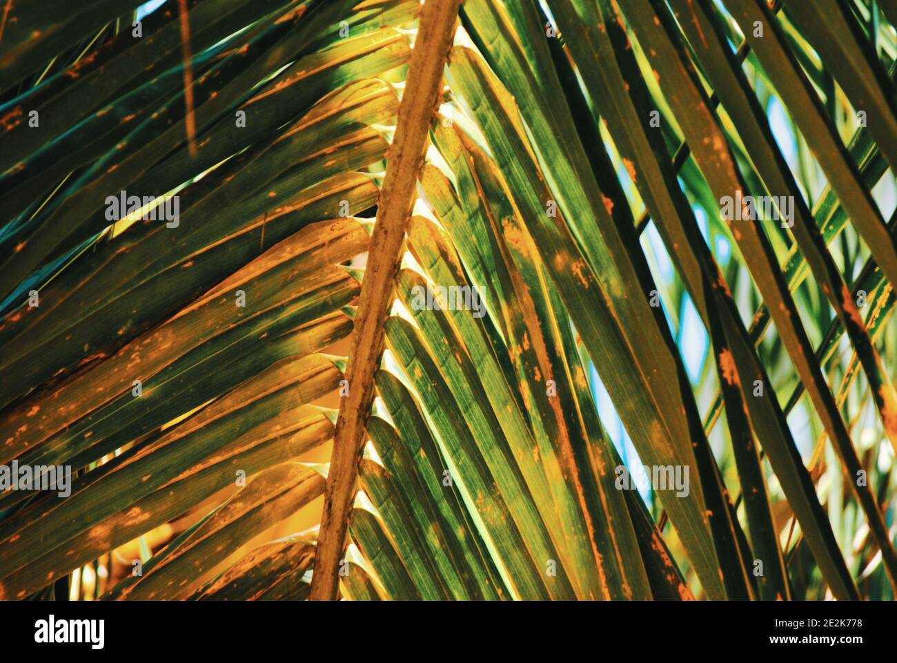 Palm tree leaf background Stock Photo - Alamy