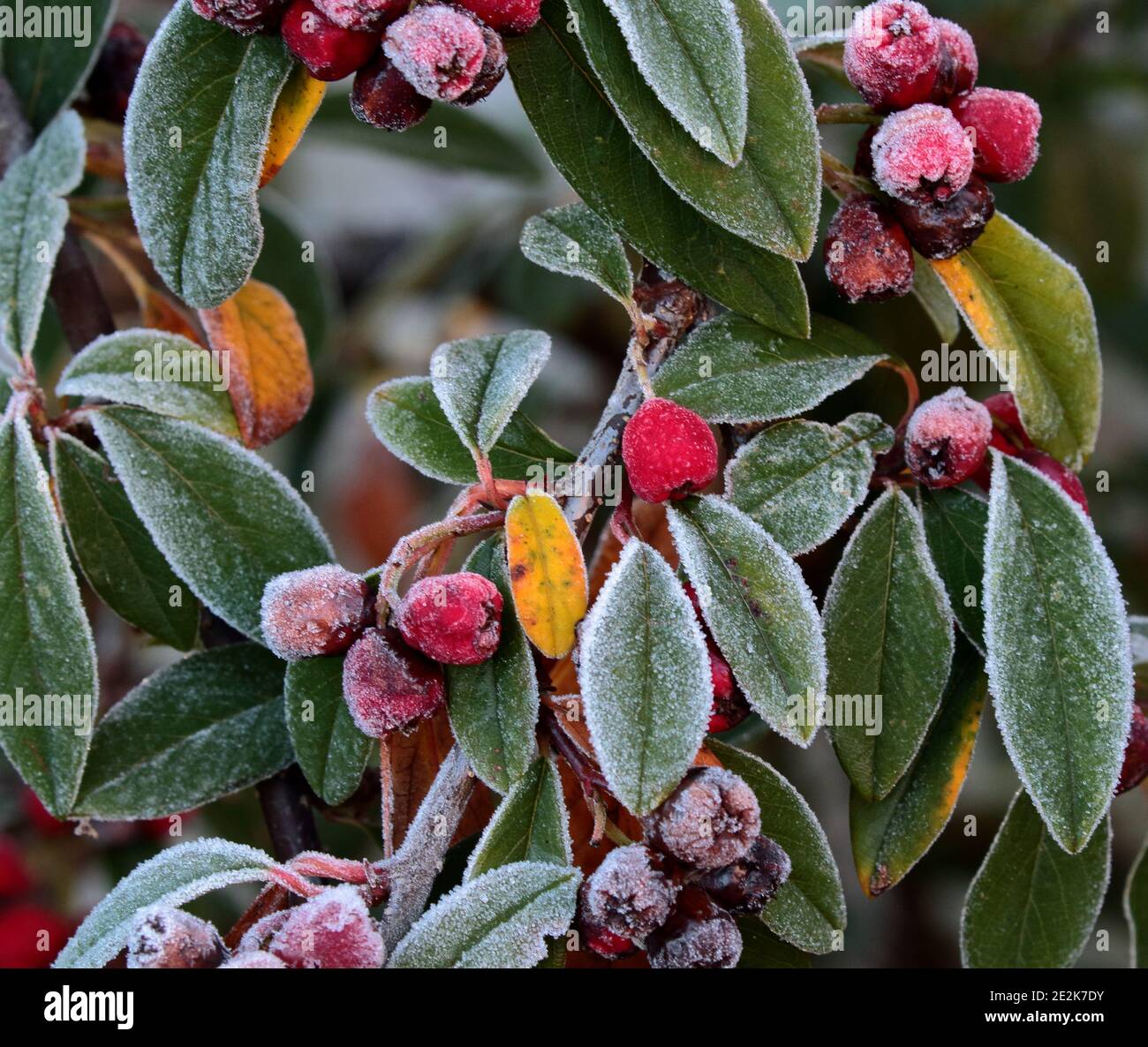 Frost on cotoneaster Stock Photo
