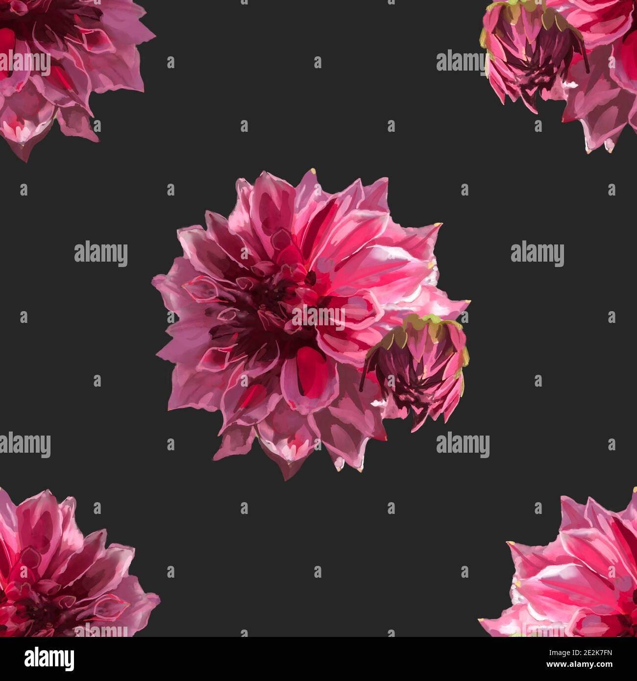 Beautiful background with hand-drawn delicate watercolor painting of red and pink dahlias. Stock drawing. Black background Stock Photo