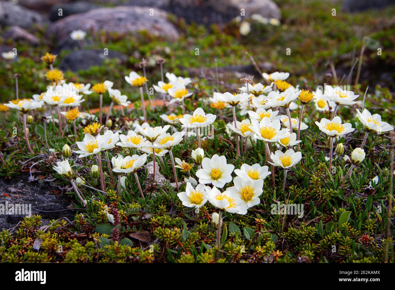 Arctic mountain avens or alpine dryad, forming a large colony of plants on the arctic tundra that are round-hugging and thrive in the cold Stock Photo