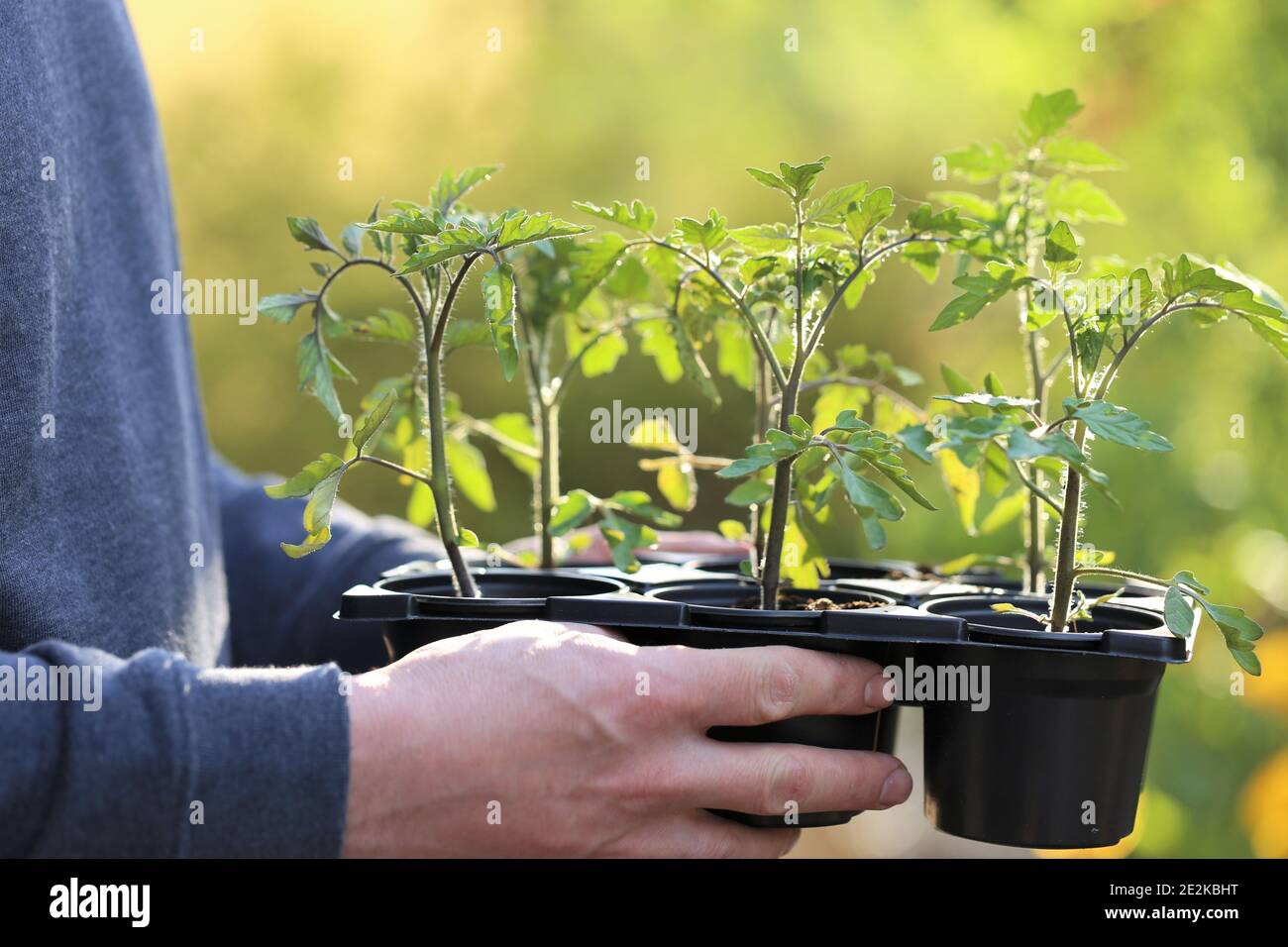 Spring seedlings. Gardening concept. Seedling tomatoes in cups in male hands on a green blurred spring garden background.Spring. Time of garden work Stock Photo