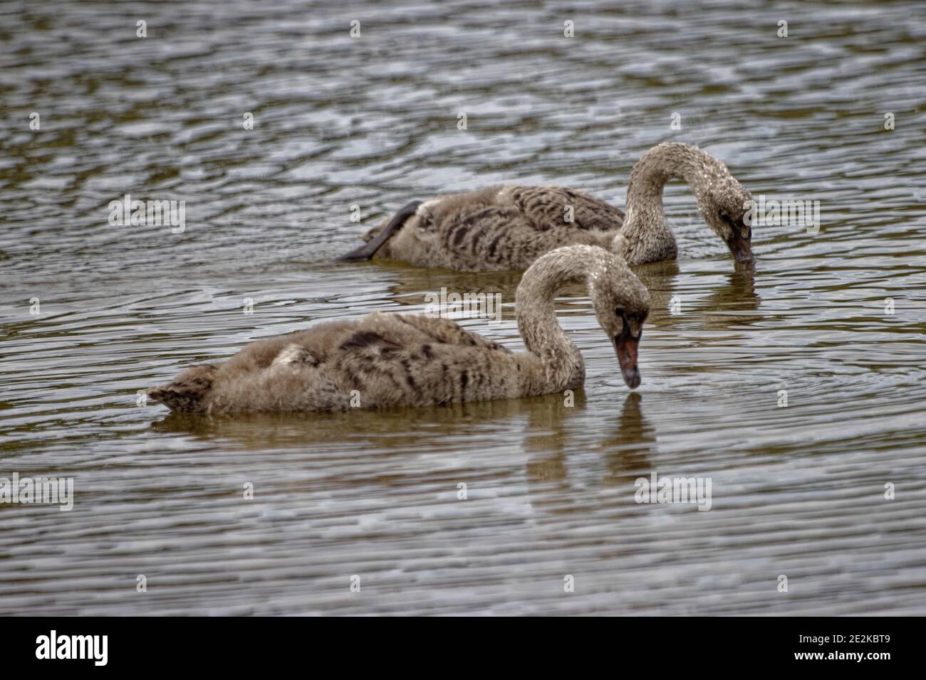 Black swan cygnets are grey with a bill, and newly-fledged young are dull greyish-brown with a brown eye Stock Photo - Alamy