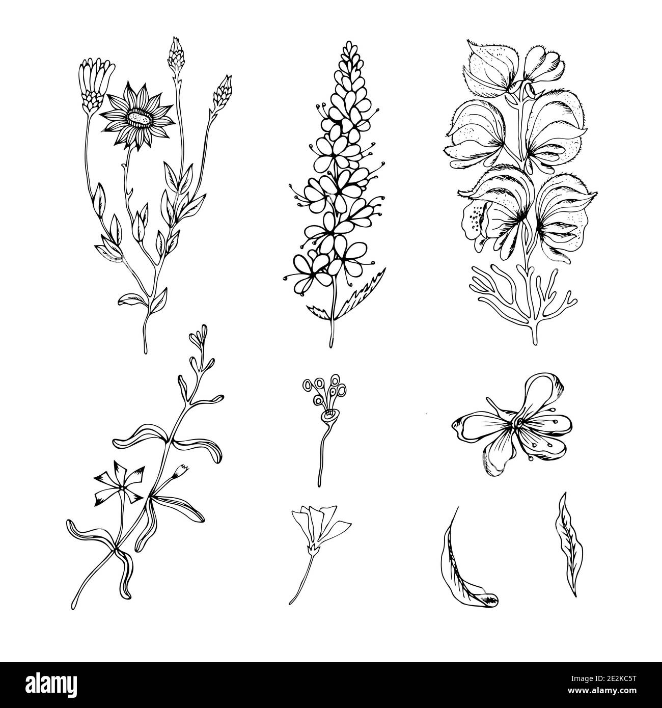 Sketch of a set of field plants. Hand drawn contours of wild flowers and herbs on a white background. Black outlines of wild herbs isolated on white. Stock Vector