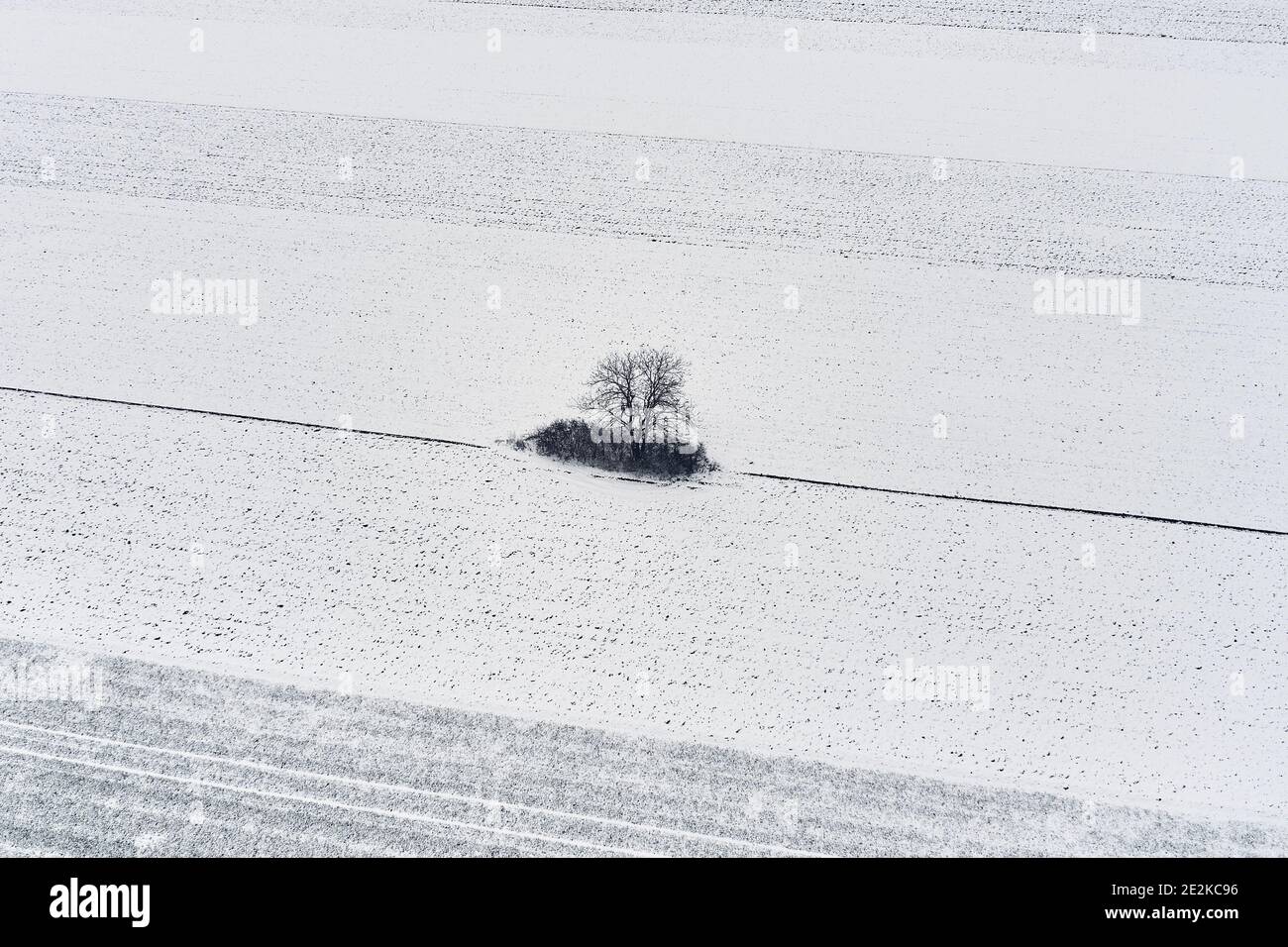 Aerial view of lonely tree in field covered with snow in cold winter ...