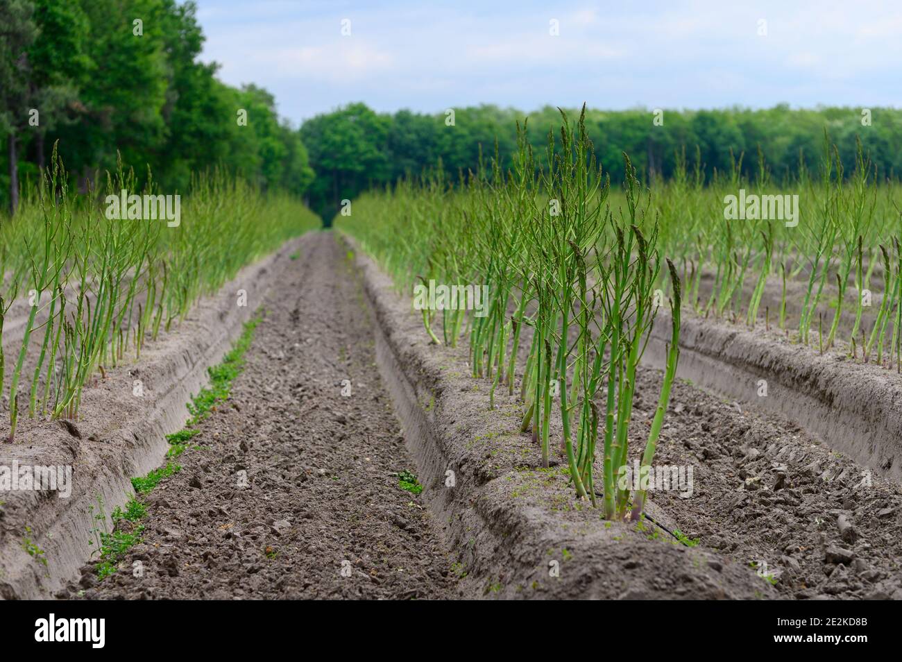 Early summer growth cycle of white asparagus plant, fern development