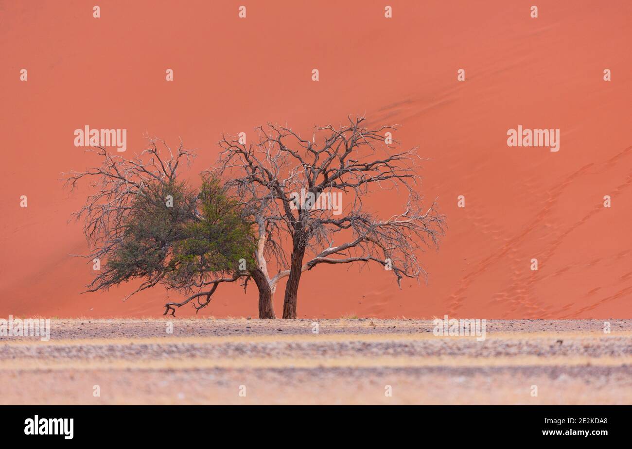 Duna 45, Sossus Vlei, Sesriem, Parque Nacional Namib Naukluft, Desierto del Namib, Namibia, Afirca Stock Photo