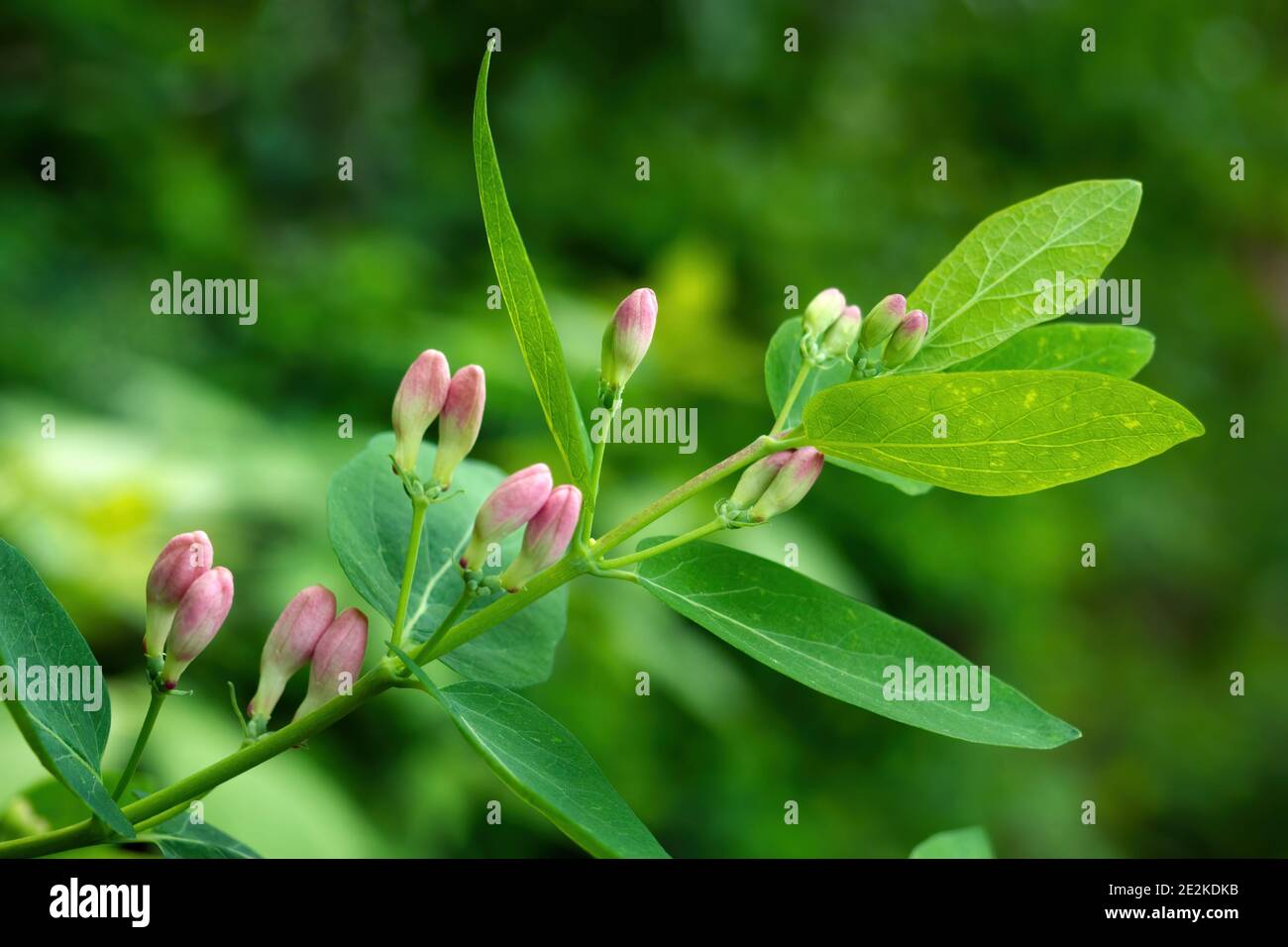 Close-up of Tatar honeysuckle branch with buds. Lonicera tatarica flowering plant, selective focus Stock Photo