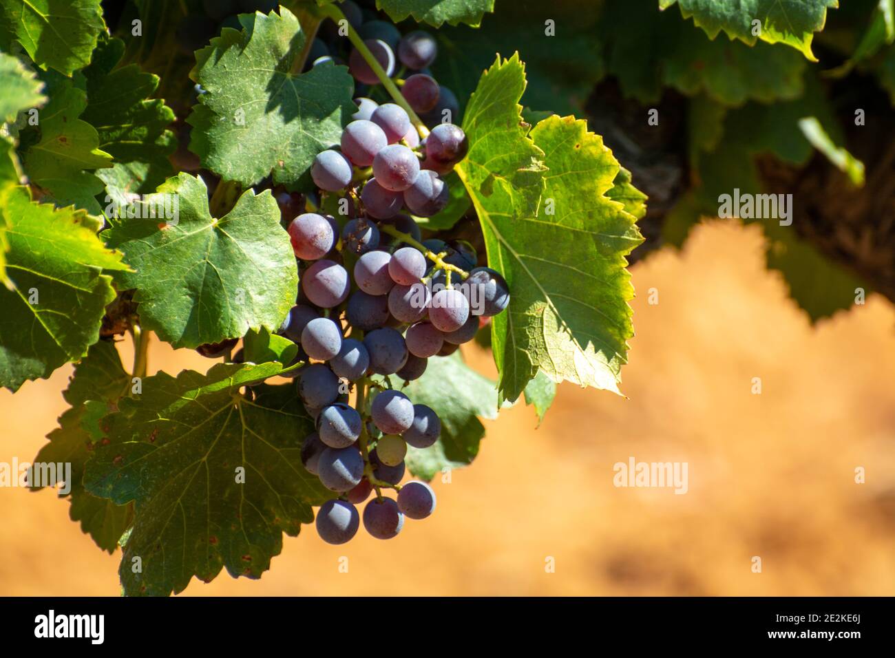 Vineyards of AOC Luberon mountains near Apt with old grapes trunks