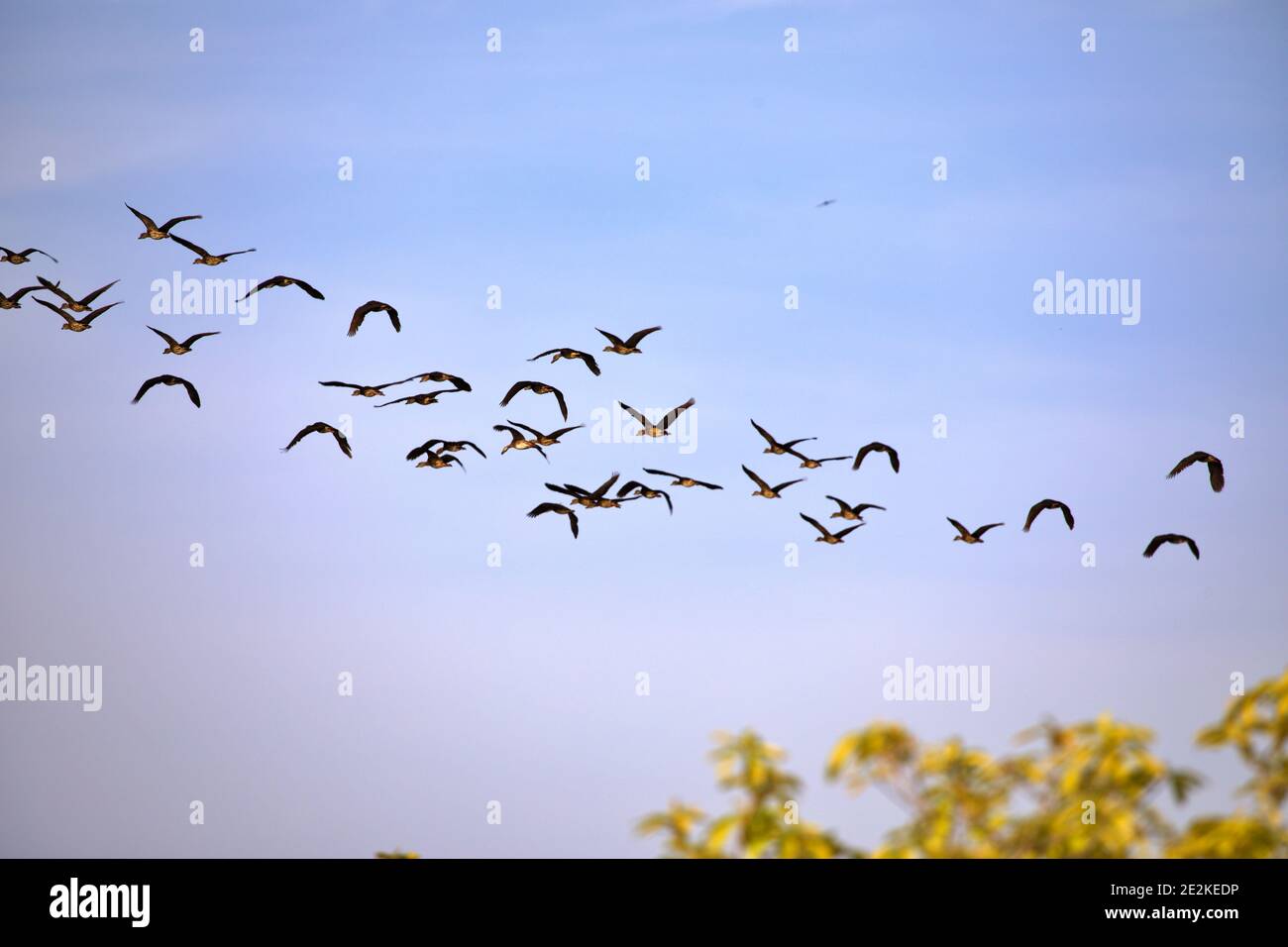 Wild geese flying around Stock Photo