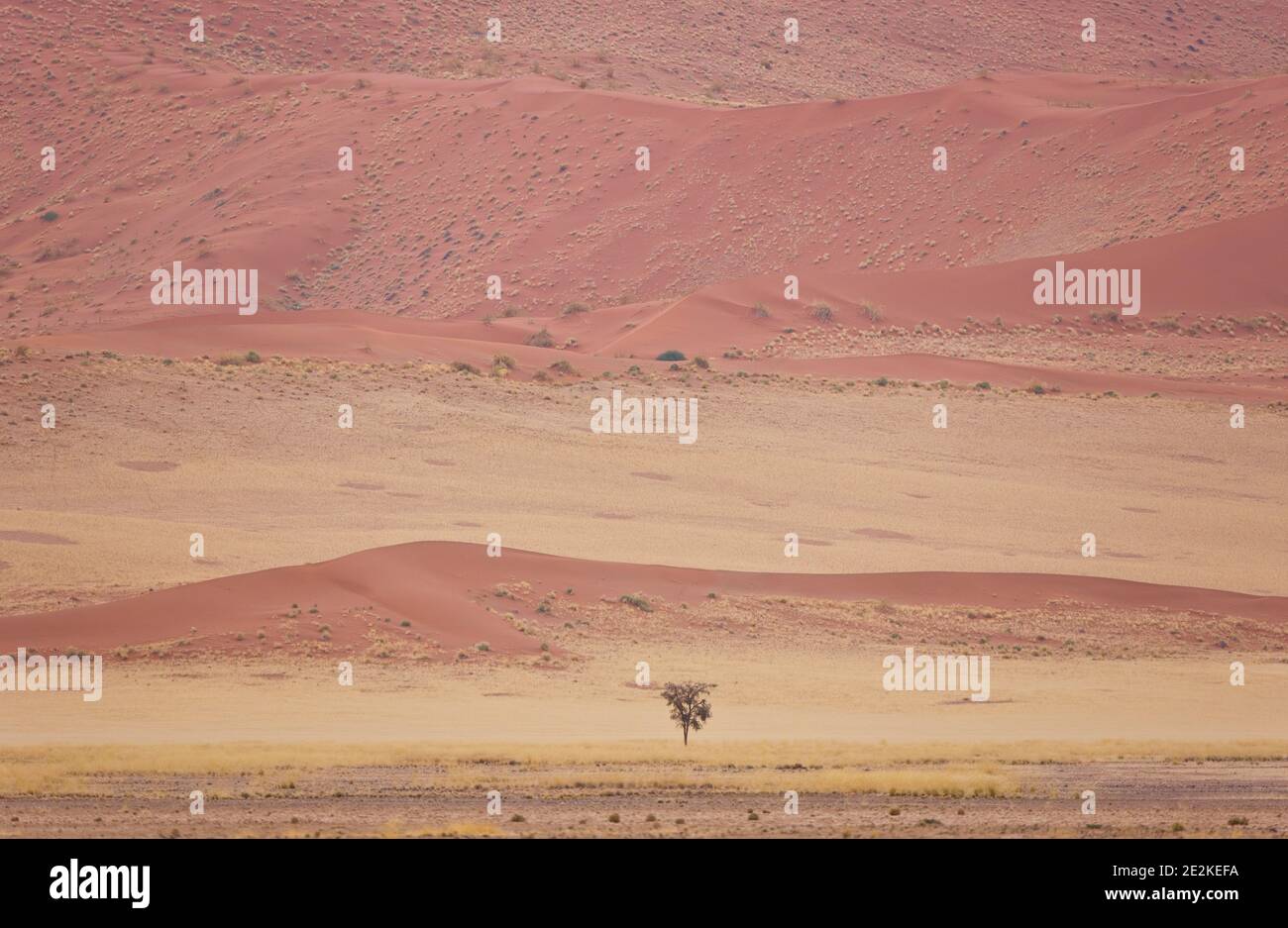 Sossus Vlei, Sesriem, Parque Nacional Namib Naukluft, Desierto del Namib, Namibia, Afirca Stock Photo