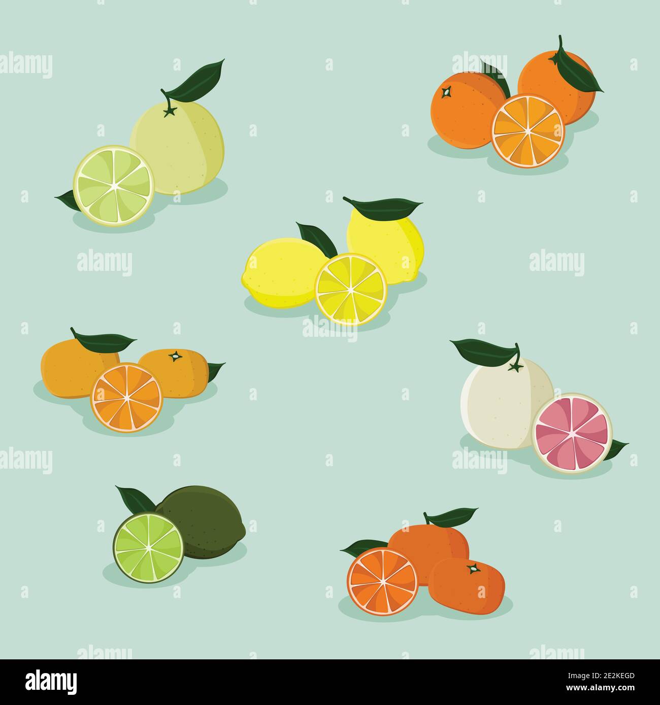 Citrus fruits vector illustration Stock Vector Image & Art Alamy