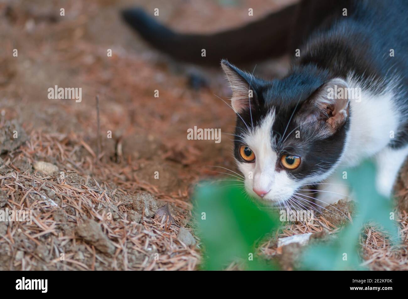 View of a black and white cat walking in a garden Stock Photo - Alamy