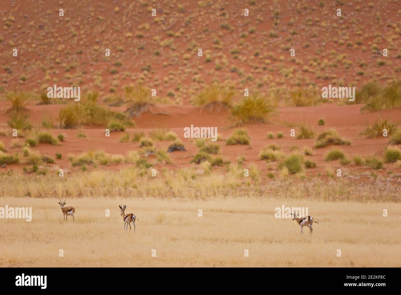 Springbuck o Gacela saltarina, Sossus Vlei, Sesriem, Parque Nacional Namib Naukluft, Desierto del Namib, Namibia, Afirca Stock Photo